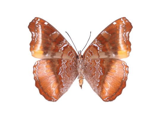 Eurytela narinda male UNS